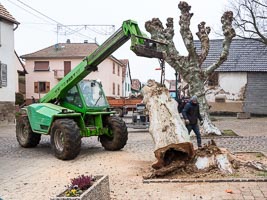 Abattage d'un arbre