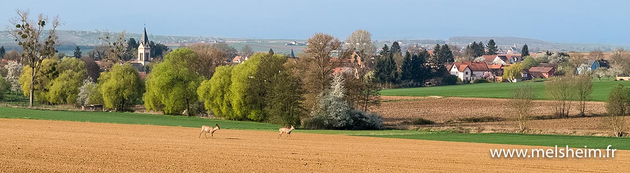 Panoramique de Melsheim